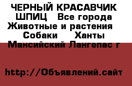 ЧЕРНЫЙ КРАСАВЧИК ШПИЦ - Все города Животные и растения » Собаки   . Ханты-Мансийский,Лангепас г.